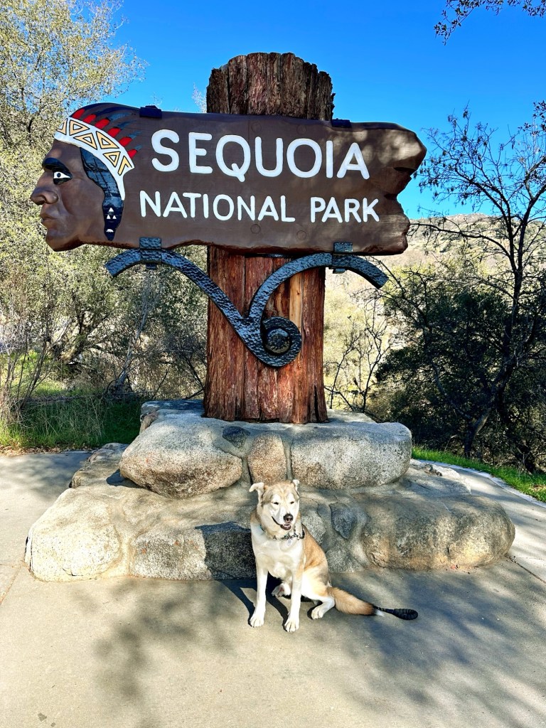 A dog sits beside a large wooden sign for Sequoia National Park, featuring a stylized Native American face and the park's name in white letters against a natural backdrop of trees and blue sky.